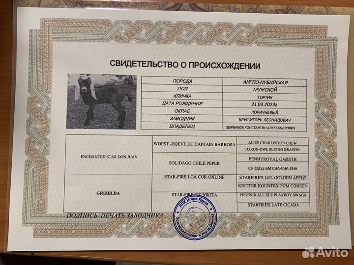 Нубийский козел, продажа