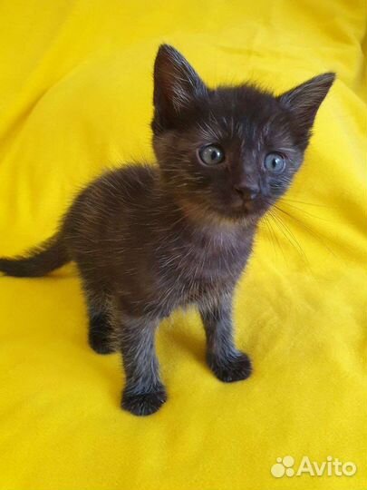 Черный дым котенок девочка – в дар