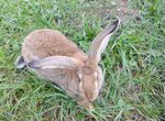 Кролики серый великан,Баран Саратовская область