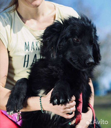 Пёс Пушкин ждёт хозяина в приюте