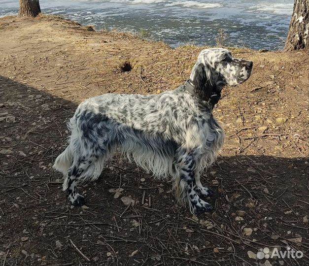 Кобель для вязки
