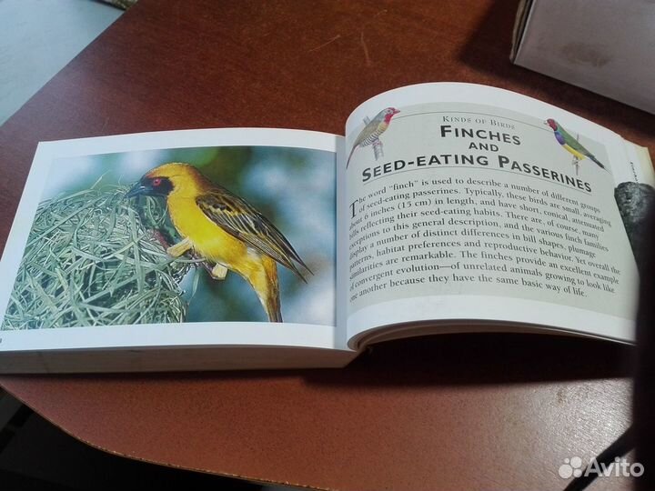 Birds (the little guides)