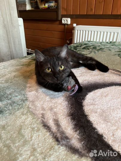 Молоденькая кошечка в поисках дома