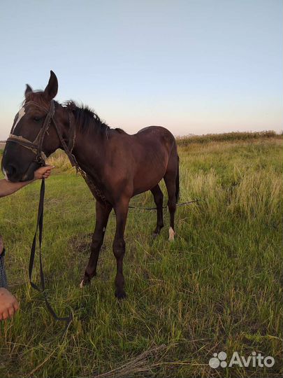 Продам лошадь