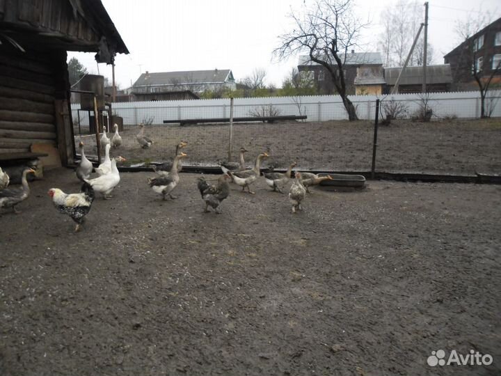 Гуси домашние