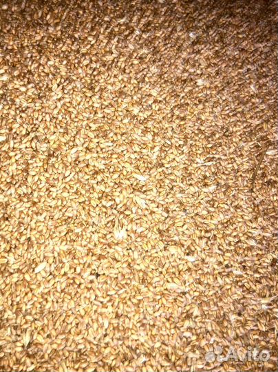 Пшеница Зерно