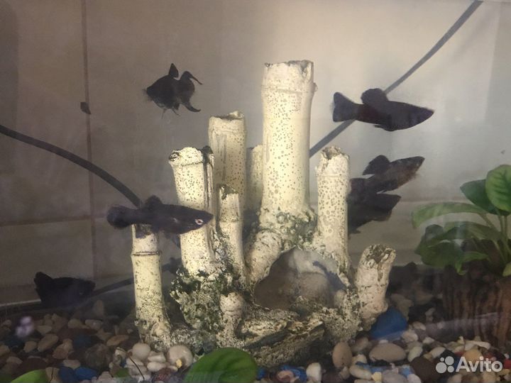 Рыбки мальки. Молинезии. Сомики анцитрусы. отдам