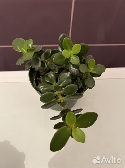 Денежное дерево (толстянка) в горшке