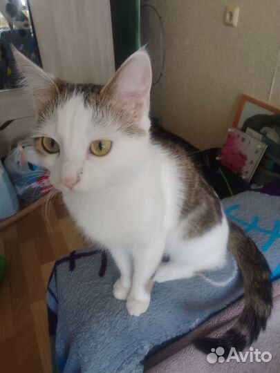 Отдам в добрые руки