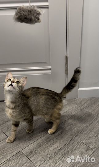 Кошка Шпротинка в добрые руки