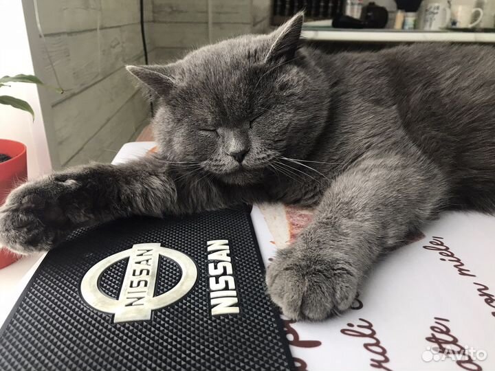 Британский кот