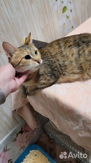 Катюша стерилизова в добрые руки
