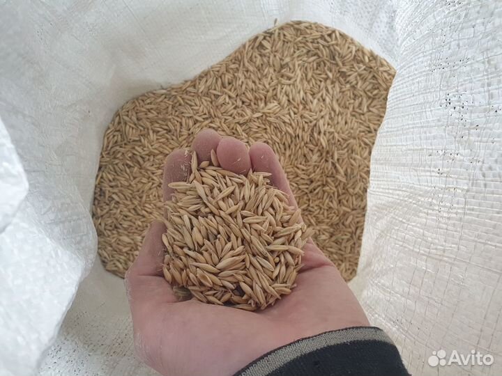 Продажа пшеницы, ячменя, овса, комбикорма