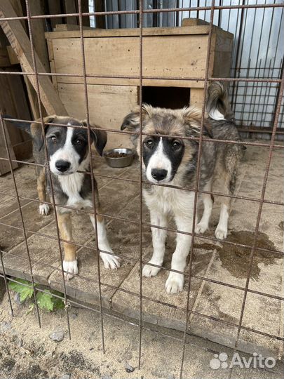 Щенки бесплатно