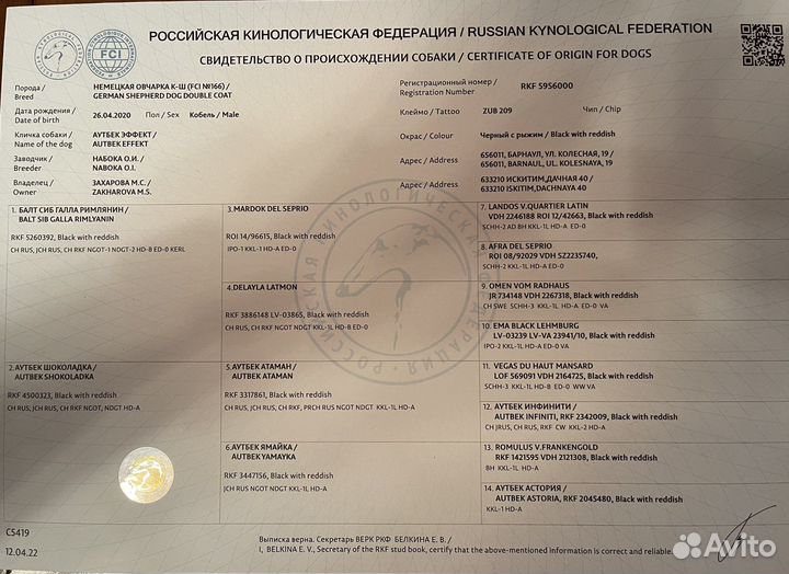 Немецкая овчарка вязка