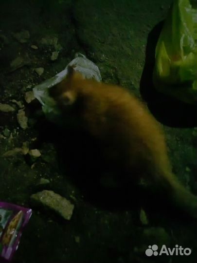 Рыжий котенок