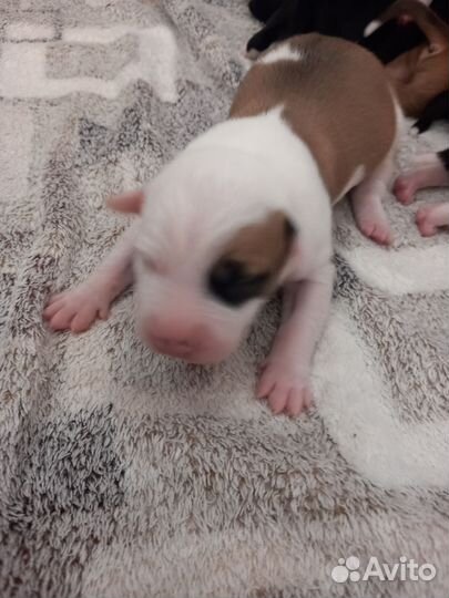 Щенок американского стаффордширского терьера