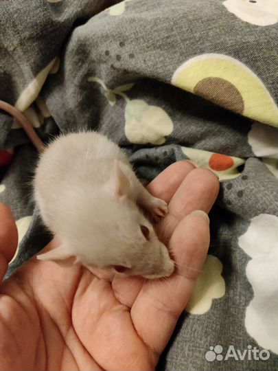 Мальчишки ищут дом