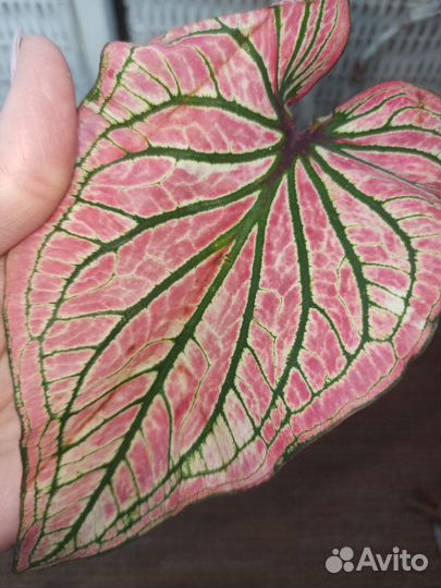 Продам каладиумы