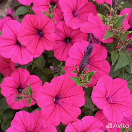 Петуния тайдал