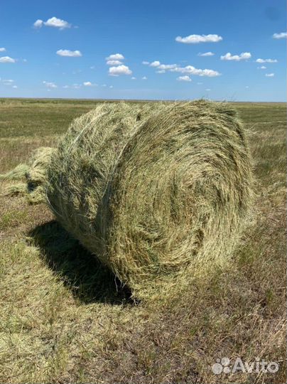 Продам сено в рулонах и тюках