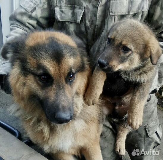 Маленький щенок мальчик в добрые руки