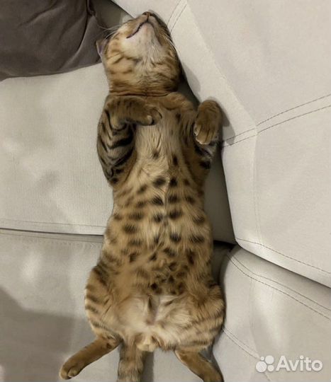 Бенгал вязка