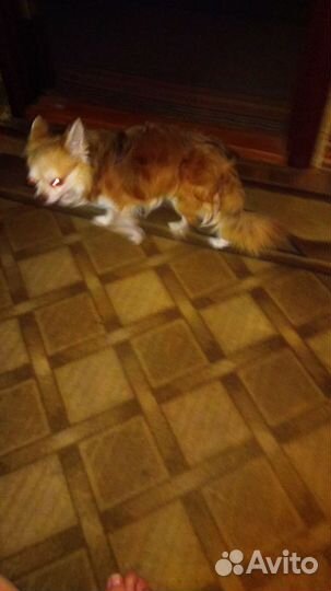 Вязка чихуахуа мальчик