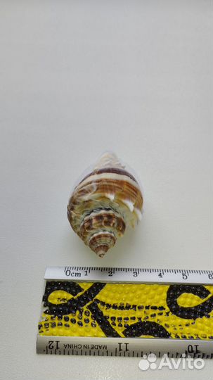Морская раковина Melongena corona