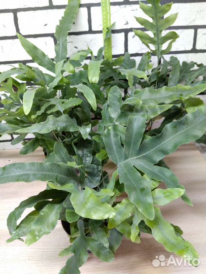 Папоротник флебодиум голубая звезда