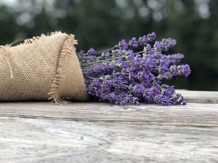 Свежесрезанные букетики лаванды