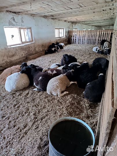 Бараны дорперы F1