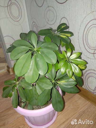 Комнатные цветы шефлера