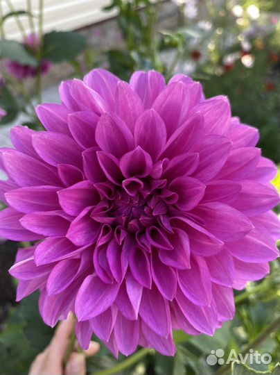 Георгины клубни