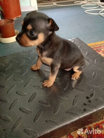 Продаются мини щенки