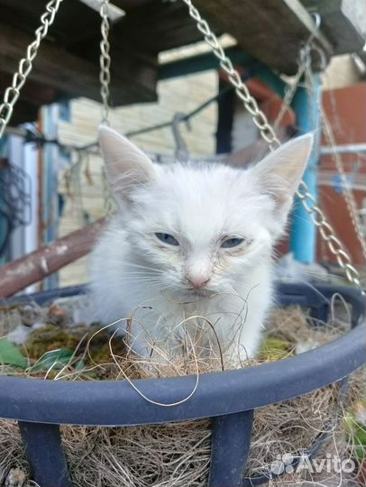 Котик бесплатно