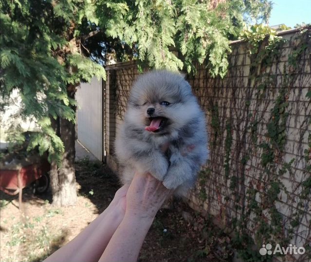 Померанский шпиц мини мальчик