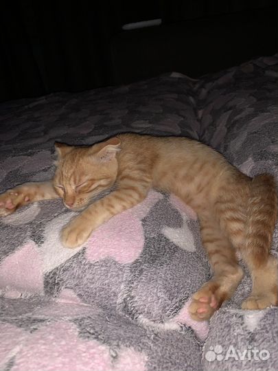 Вислоухий малыш ищет семью