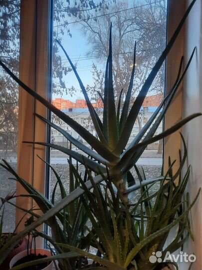 Алоэ вера косметический