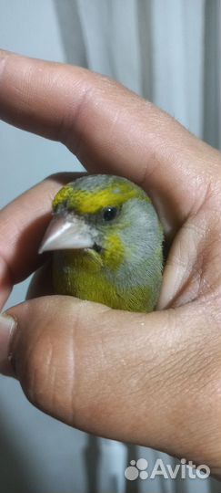 Птица зеленушки