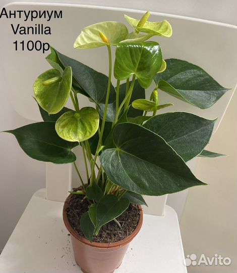 Антуриум Vanilla