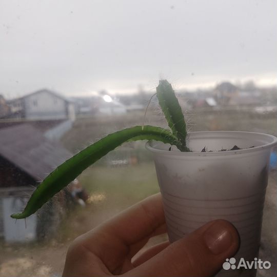 Продаю кактус