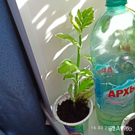 Продам педилантус
