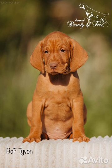 Выжла (венгерская легавая) питомник