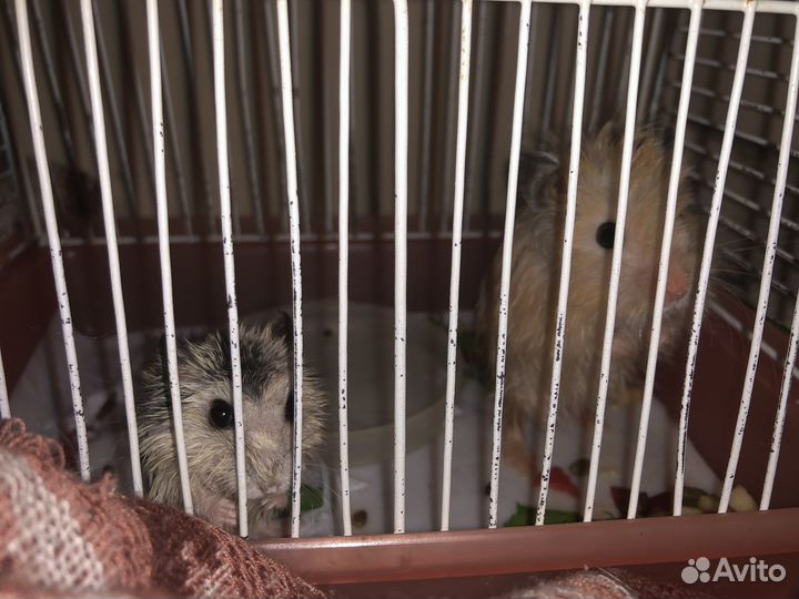 Джунгарский хомяк