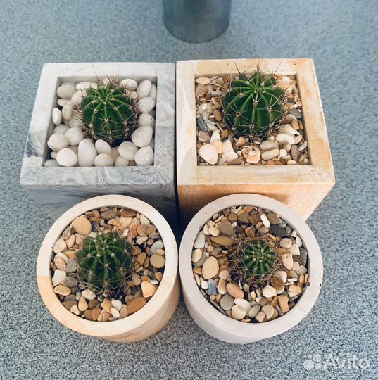 Кактус эхинопсис