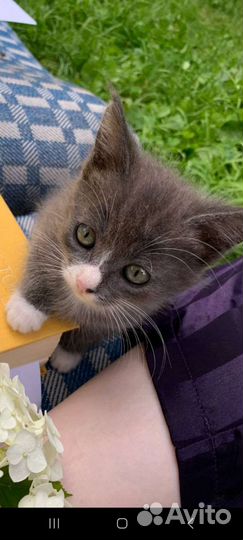 Кошки в добрые руки