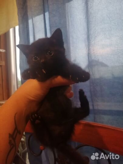 Котята отдам бесплатно