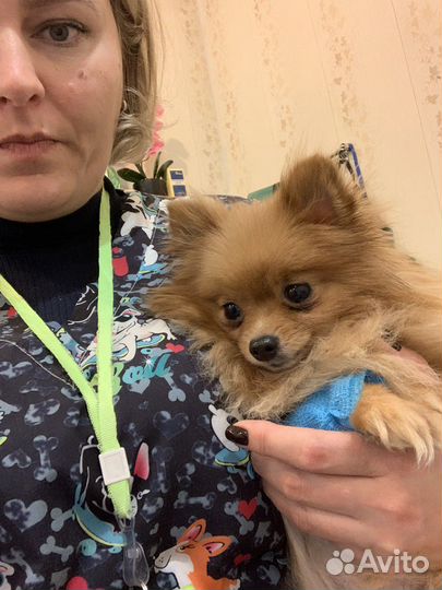 Ветеринарные услуги