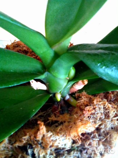 Орхидея Шанхай